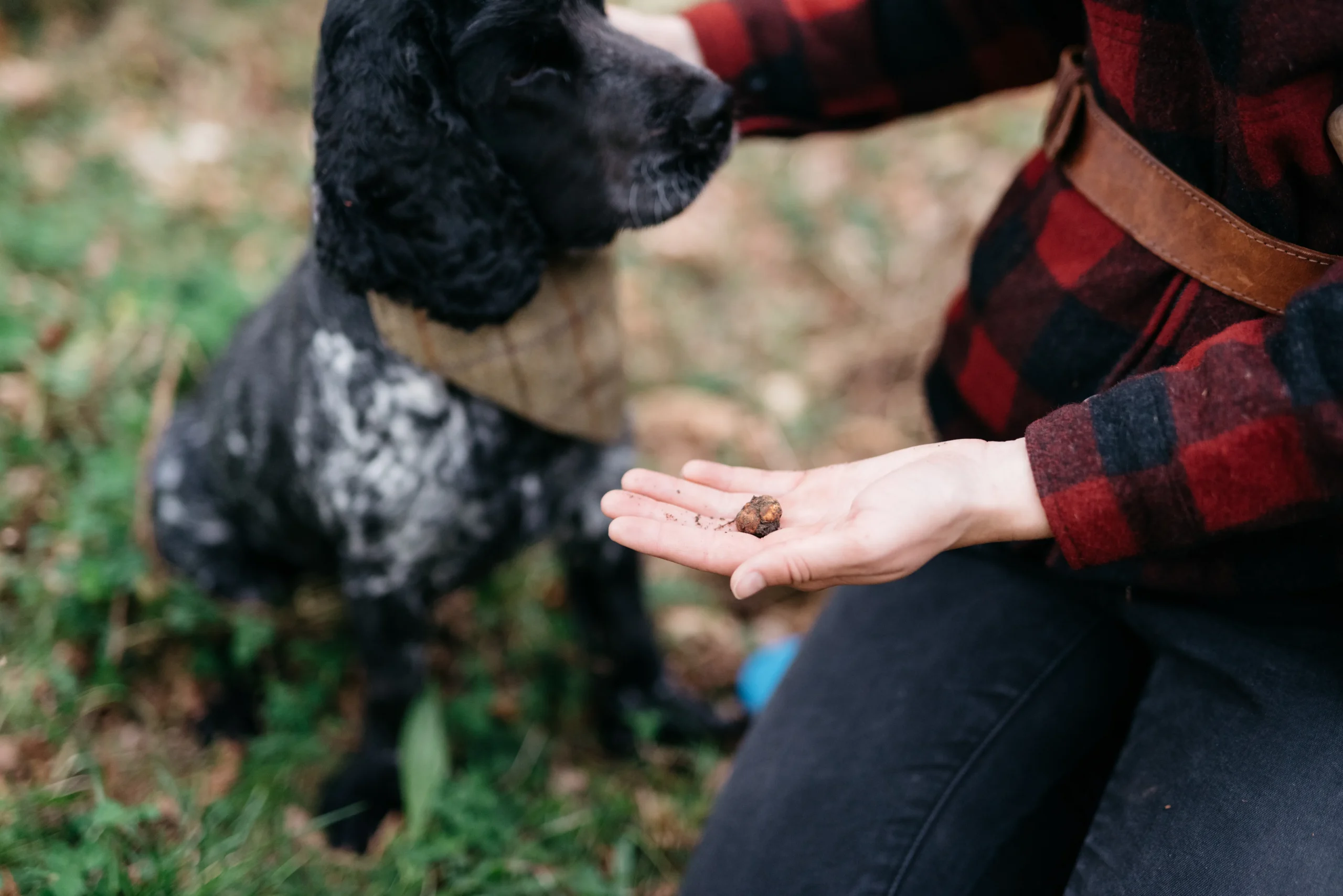 Tresillian Truffles